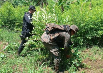 Continúan los resultados positivos de lucha contra el narcotráfico