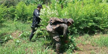 Continúan los resultados positivos de lucha contra el narcotráfico