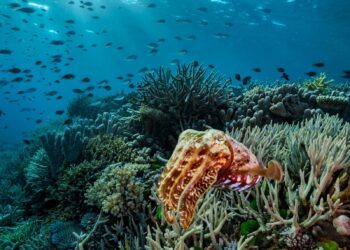 Proyecto restaurará arrecifes del Caribe