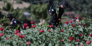 Desarrollan segunda fase de planificación para erradicación de cultivos ilícitos