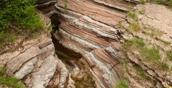 Plantas vasculares pudieron extenderse 14 millones de años antes