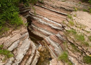 Plantas vasculares pudieron extenderse 14 millones de años antes
