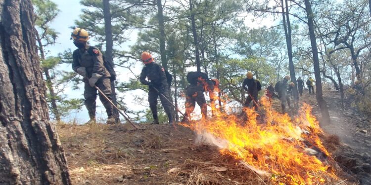 Ejército ha brindado apoyo en el sofocamiento de 67 incendios forestales