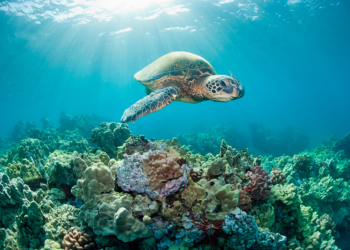 Hallan enzimas capaces de medir exposición de tortugas marinas al plástico