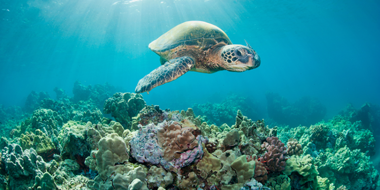 Hallan enzimas capaces de medir exposición de tortugas marinas al plástico