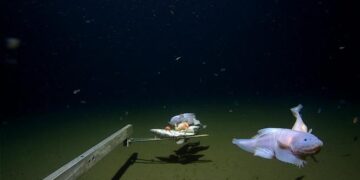 Filman a un pez a 8 mil 336 metros de profundidad, el registro más profundo