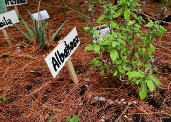 La albahaca es una de las hierbas utilizadas en la medicina tradicional.