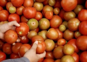 Sector agrícola de las Américas es de alto valor mundial. / foto: EFE.