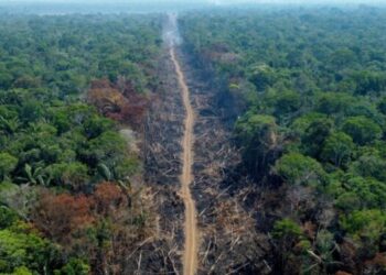 Bosques del Amazonas, en riesgo de morir por sequía
