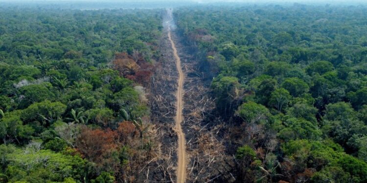 Bosques del Amazonas, en riesgo de morir por sequía