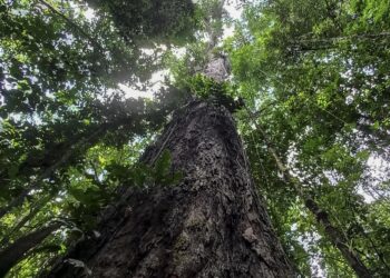 Árboles, guardianes silenciosos del equilibrio ecológico