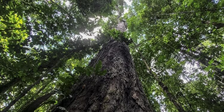 Árboles, guardianes silenciosos del equilibrio ecológico