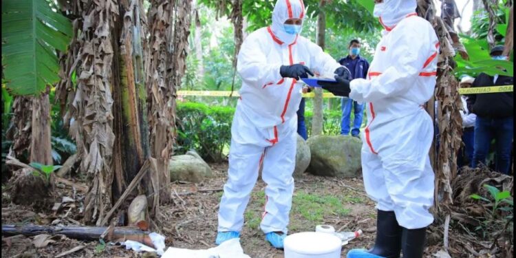 Implementan puntos de monitoreo satelital para plantaciones de banano y plátano