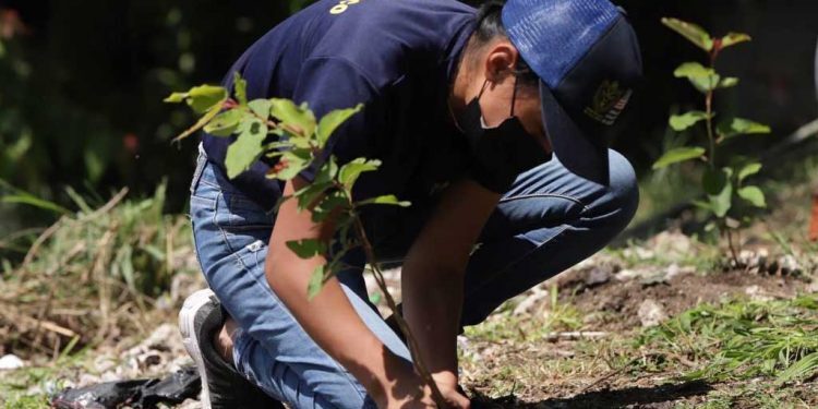 Conciencia ecológica se manifiesta en siembra de árboles