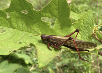 Feromona evita el canibalismo en las langostas migratorias gregarias