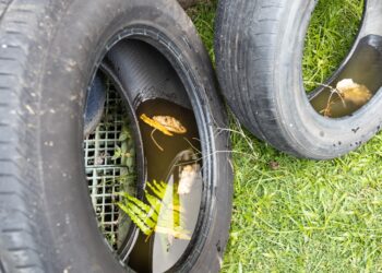 Salud pide evitar proliferación de mosquitos con lugares limpios