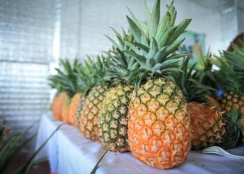 Agrofer 2023 expuso productos de gran calidad. /Foto: MAGA