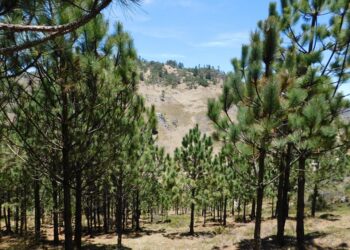 Acciones promueven la preservación de los bosques. /Foto: Inab