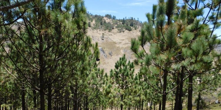 Acciones promueven la preservación de los bosques. /Foto: Inab