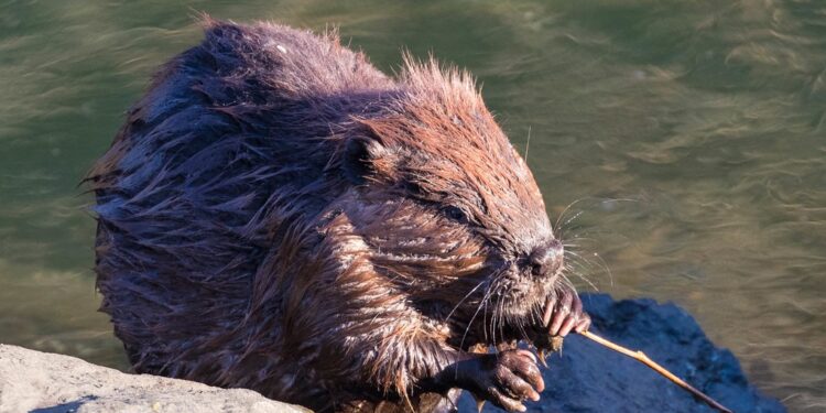 Castores canadienses han expandido su población fuera de control en Chile.