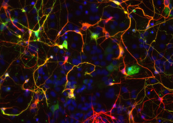Astrocitos serían la clave en la balanza del Alzheimer.