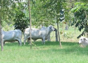 Autoridades promueven las buenas prácticas para el cuidado de bovinos. /Foto: Archivo MAGA