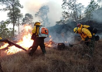 Mantienen acciones para sofocar incendios forestales en Jalapa