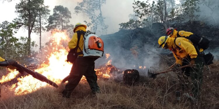 Mantienen acciones para sofocar incendios forestales en Jalapa
