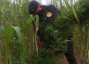 Destruyen plantaciones de marihuana en Totonicapán