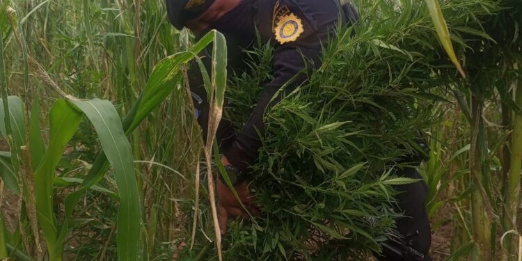 Destruyen plantaciones de marihuana en Totonicapán