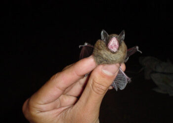 Los murciélagos tienen sistemas inmunes resistentes.