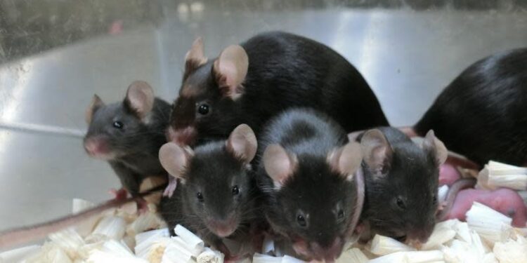 Restricción de oxígeno aumenta la esperanza de vida