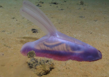 La mayoría de especies en esta zona del Pacífico son desconocidas para la ciencia.