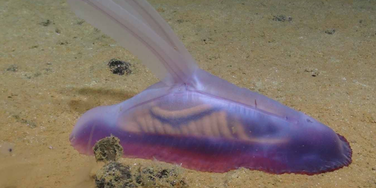 La mayoría de especies en esta zona del Pacífico son desconocidas para la ciencia.