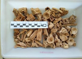 Sobrepesca y degradación afecta a la fauna del Océano Atlántico..