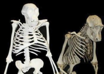 Hace 3.2 millones de años, Lucy caminaba ya erguida como nosotros