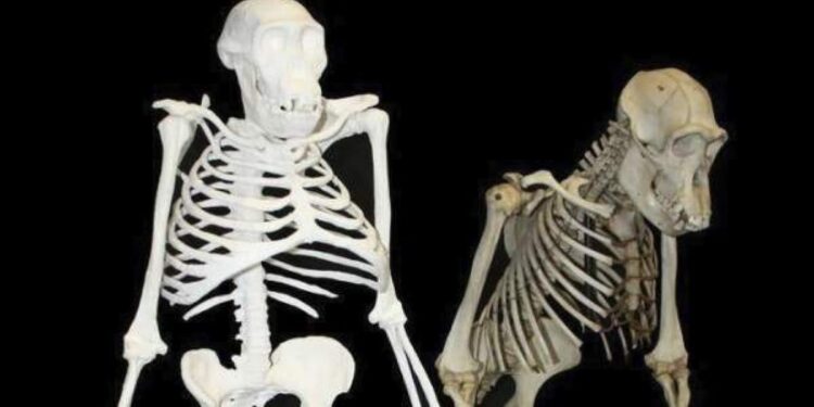 Hace 3.2 millones de años, Lucy caminaba ya erguida como nosotros