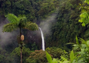 Trópicos, tesoros de diversidad biológica mundial