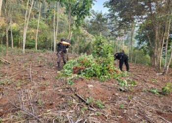Erradicación de una plantación con un total de 46 mil 467 arbustos de hoja de coca