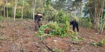 Erradicación de una plantación con un total de 46 mil 467 arbustos de hoja de coca