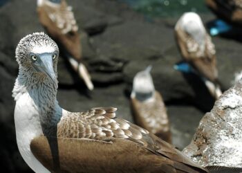 Ecuador tiene más de mil 700 especies de aves