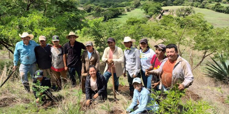 Continúan impulsando programas de reforestación en el territorio