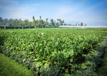 Guatemala sede de la reunión anual del Programa Cooperativo Centroamericano para el Mejoramiento de Cultivos y Animales