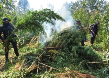 Más de 36 millones de quetzales en erradicación de marihuana.