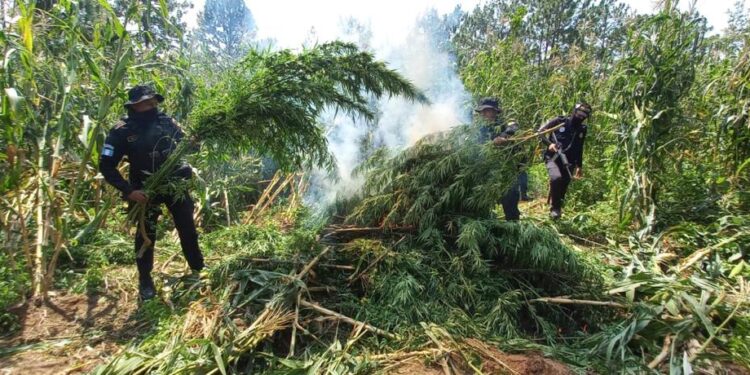Más de 36 millones de quetzales en erradicación de marihuana.