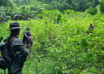 PCN en el año ha destruido 7 millones 271 mil 494 arbustos de hoja de coca