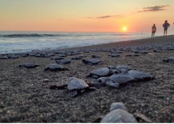 Dia mundial de los océanos