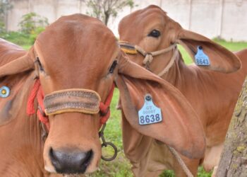 Fomentan acciones para la prevención de rabia bovina. /Foto: MAGA