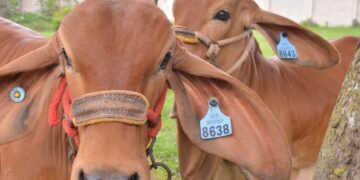 Fomentan acciones para la prevención de rabia bovina. /Foto: MAGA