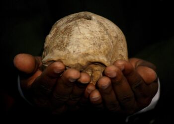 Cráneo de un Homo Erecturs encontrando en el 2000 cerca del Lago Turkana. EFE/Stephen Morrison